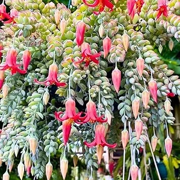 Cotyledon Pendens Live Succulent Plant in 4 Inch Pot - Trailing Houseplant - Image 7