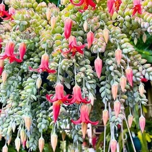 Cotyledon Pendens Live Succulent Plant in 4 Inch Pot - Trailing Houseplant - Image 1