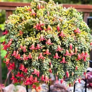 Cotyledon Pendens Succulent Live Plant - Trailing Houseplant in 2 Inch Pot - Image 2