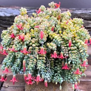 Cotyledon Pendens Succulent Live Plant - Trailing Houseplant in 2 Inch Pot - Image 2