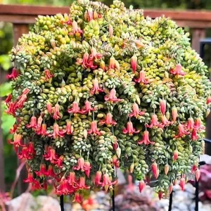 Cotyledon Pendens Succulent Live Plant - Trailing Houseplant in 2 Inch Pot - Image 5