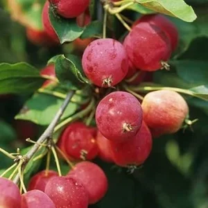 Crabapple Tree Live Plant - 6-12 Inch Flowering Seedling, Outdoor - Image 3