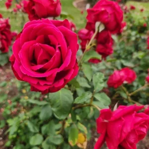 Crimson Glory Climbing Rose Live Plant - Fragrant Red Flowers Bush 5-7 Inch Tall Starter - Image 3