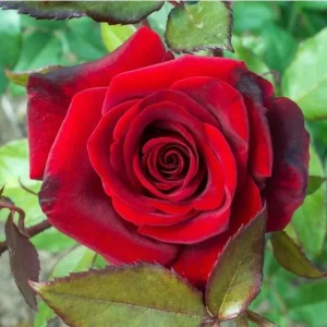 Crimson Glory Climbing Rose Live Plant - Fragrant Red Flowers Bush 5-7 Inch Tall Starter - Image 5