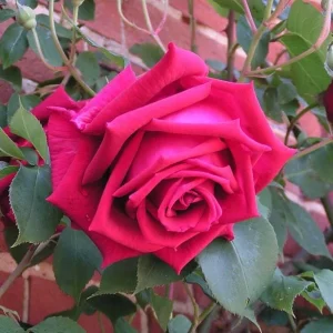 Crimson Glory Climbing Rose Live Plant - Fragrant Red Flowers Bush 5-7 Inch Tall Starter - Image 6