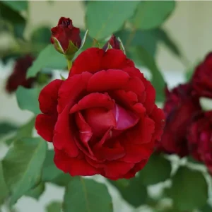 Crimson Glory Climbing Rose Live Plant - Fragrant Red Flowers Bush 5-7 Inch Tall Starter - Image 7
