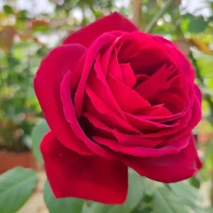 Crimson Glory Climbing Rose Live Plant - Fragrant Red Flowers Bush 5-7 Inch Tall Starter - Image 8