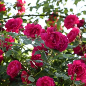 Crimson Glory Climbing Rose Live Plant - Fragrant Red Flowers Bush 5-7 Inch Tall Starter - Image 1