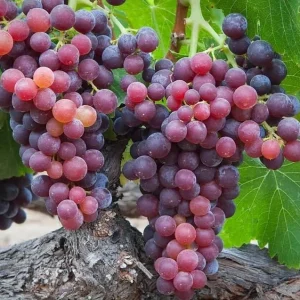 Crimson Seedless Grape Vine - 2 Year Old Live Plant, Large Red Grapes, USDA Zones 6-10 - Image 6