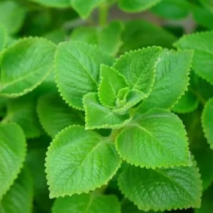 Cuban Oregano Live Plant 4-6'' Tall - Fragrant Herb for Garden & Containers - Image 3