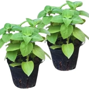 Cuban Oregano Live Plants - Set of 2, 5-7 Inches Tall, Mexican Mint - Image 4