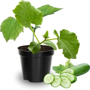 Cucumber Live Plants - 2 Pack, 3-5 Inches Tall, 4-Inch Pot, Outdoor Starter - Image 6