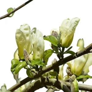 Cucumber Magnolia Tree Live Plant 2-3 ft Tall Yellow Fragrant Flowers Outdoor - Image 6