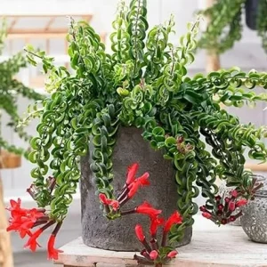 Curly Lipstick Plant Live - 2 Aeschynanthus Plants in 3-inch Pots, Trailing Houseplant - Image 6