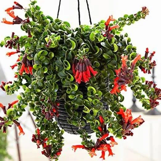 Curly Lipstick Plant Live - Aeschynanthus Houseplant in 3 Inch Pot, Trailing Vine - Image 3