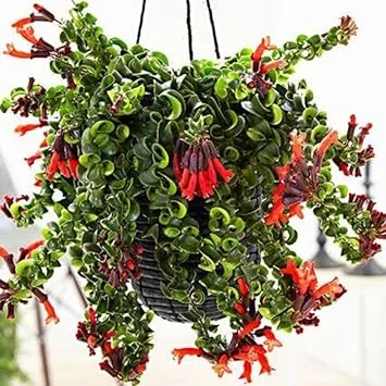 Curly Lipstick Plant Live - Aeschynanthus Houseplant in 3 Inch Pot, Trailing Vine - Image 7