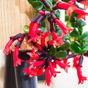 Curly Lipstick Plant Live - Aeschynanthus Twister - 3 Inch Pot - Red Flower Houseplant - Image 4