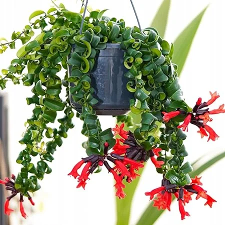 Curly Lipstick Plant Live - Aeschynanthus Twister Vine in 3 Inch Pot, Red Flowers, Easy Care Houseplant - Image 4