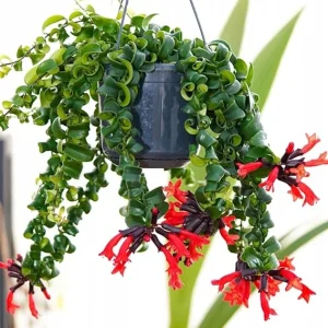 Curly Lipstick Plant Live - Aeschynanthus Twister Vine in 3 Inch Pot, Red Flowers, Easy Care Houseplant - Image 7