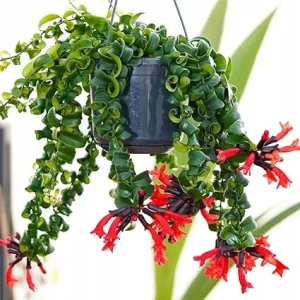 Curly Lipstick Plant Live - Aeschynanthus Twister Vine in 3 Inch Pot, Red Flowers, Easy Care Houseplant - Image 1