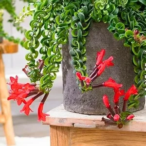 Curly Lipstick Plant – Red Aeschynanthus Live Plant – 3 Inch Pot – Indoor Houseplant - Image 5