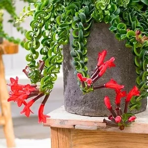 Curly Lipstick Plant – Red Aeschynanthus Live Plant – 3 Inch Pot – Indoor Houseplant - Image 6