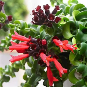 Curly Lipstick Vine Live Plant - Set of 2 Aeschynanthus Radicans, 5-8 Inch Tall - Image 10