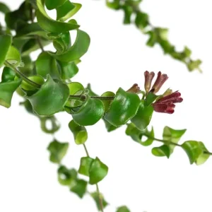 Curly Lipstick Vine Live Plant - Set of 2 Aeschynanthus Radicans, 5-8 Inch Tall - Image 2