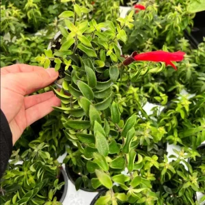 Curly Lipstick Vine Live Plant - Set of 2 Aeschynanthus Radicans, 5-8 Inch Tall - Image 3
