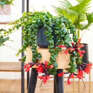 Curly Lipstick Vine Live Plant - Set of 2 Aeschynanthus Radicans, 5-8 Inch Tall - Image 6