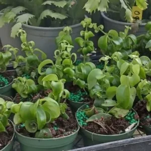 Curly Lipstick Vine Live Plant - Set of 2 Aeschynanthus Radicans, 5-8 Inch Tall - Image 7