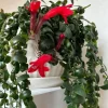 Curly Lipstick Vine Live Plant - Set of 2 Aeschynanthus Radicans, 5-8 Inch Tall - Image 1