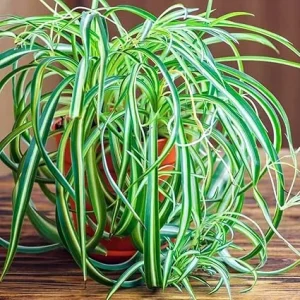Curly Spider Plant Live Houseplant – 4 Inch Pot – Indoor/Outdoor Air Purifying - Image 3