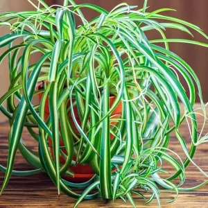 Curly Spider Plant Live Houseplant – 4 Inch Pot – Indoor/Outdoor Air Purifying - Image 6