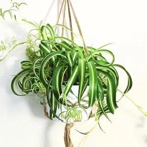 Curly Spider Plant Live Houseplant - 4 Inch Potted - Indoor & Outdoor - Image 3