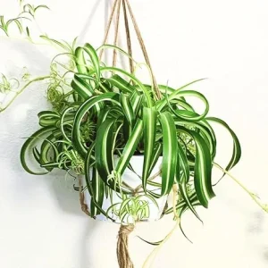 Curly Spider Plant Live Houseplant - 4 Inch Potted - Indoor & Outdoor - Image 4