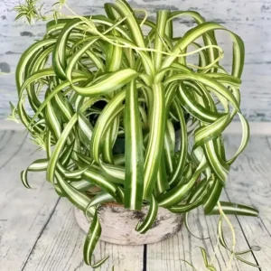 Curly Spider Plant Live Houseplant - Variegated, 4 Inch Pot, Indoor - Image 1
