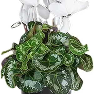 Cyclamen Live Plant – Red Blooms, 4 inch Pot – Indoor Houseplant - Image 2