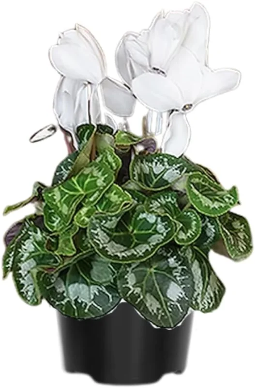 Cyclamen Live Plant – Red Blooms, 4 inch Pot – Indoor Houseplant - Image 2