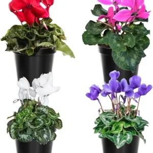 Cyclamen Live Plant – Red Blooms, 4 inch Pot – Indoor Houseplant - Image 3