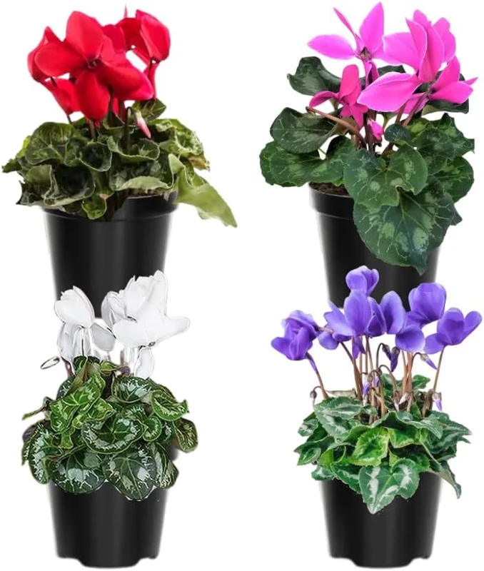Cyclamen Live Plant – Red Blooms, 4 inch Pot – Indoor Houseplant - Image 3