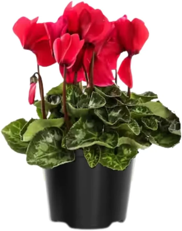 Cyclamen Live Plant – Red Blooms, 4 inch Pot – Indoor Houseplant - Image 1