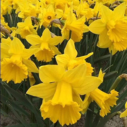 Daffodil Bulbs - 25 Yellow Narcissus Flower Bulbs for Spring Planting, Zones 3-8 - Image 2