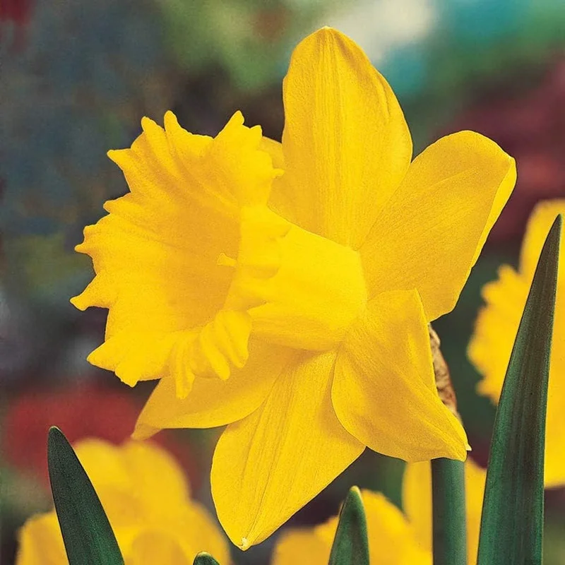 Daffodil Bulbs - 25 Yellow Narcissus Flower Bulbs for Spring Planting, Zones 3-8 - Image 1
