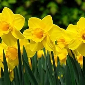 Daffodil Bulbs for Fall Planting - 50 Yellow Narcissus Flower Bulbs, Outdoor Perennial - Image 3