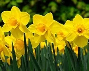 Daffodil Bulbs for Fall Planting - 50 Yellow Narcissus Flower Bulbs, Outdoor Perennial - Image 4