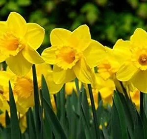 Daffodil Bulbs for Fall Planting - 50 Yellow Narcissus Flower Bulbs, Outdoor Perennial - Image 1