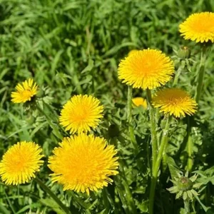 Dandelion Live Plant 4 Inch Pot - Outdoor Yellow Flower Starter - Image 3