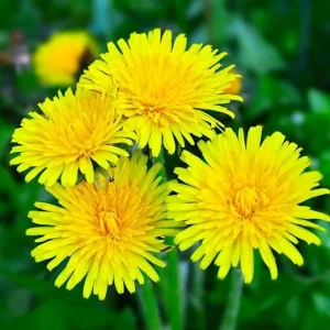 Dandelion Live Plant - Yellow Dandelion in 4 inch Potted - Perennial Outdoor - Image 5