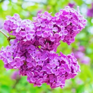 Dark Purple Lilac Bush Live Plant - Quart Pot, Outdoor Shrub, Zones 3-7 - Image 3